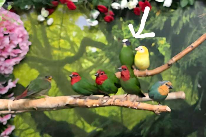 driekleur papegaaiamadines geel / split