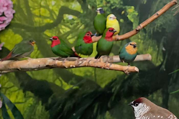 roodkop papegaaiamadines