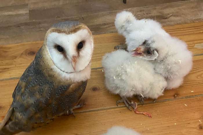 handtamme kerkuil jongen – geringd – geboren eind december