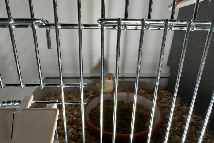 te koop zebravinken uit hobby volière