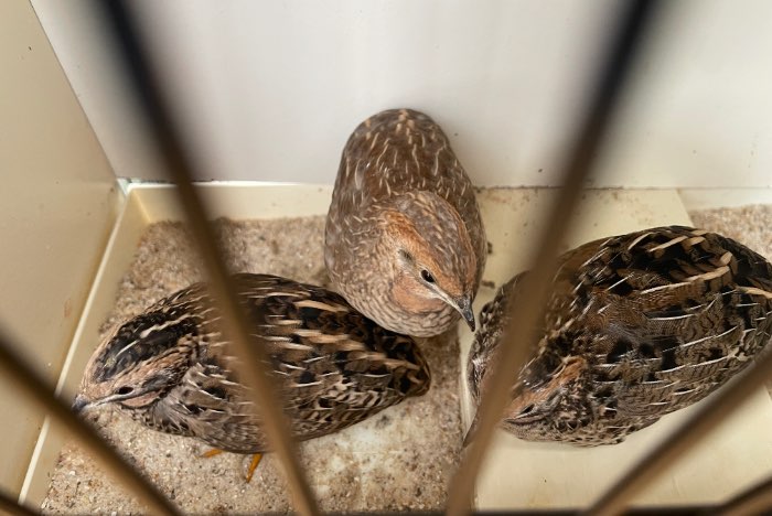 chinese dwergkwartel hennen tt kwaliteit