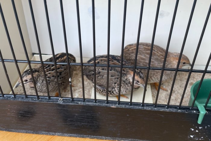 chinese dwergkwartel hennen tt kwaliteit