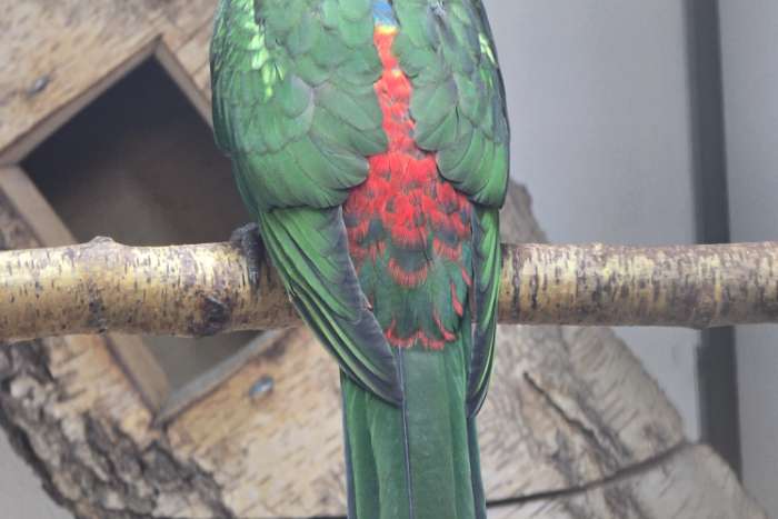 6x koningsparkieten 2025 rode stuit