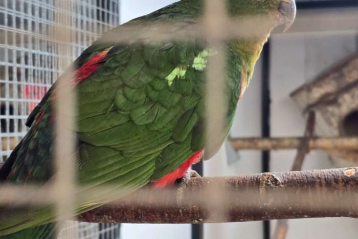 6x koningsparkieten 2025 rode stuit