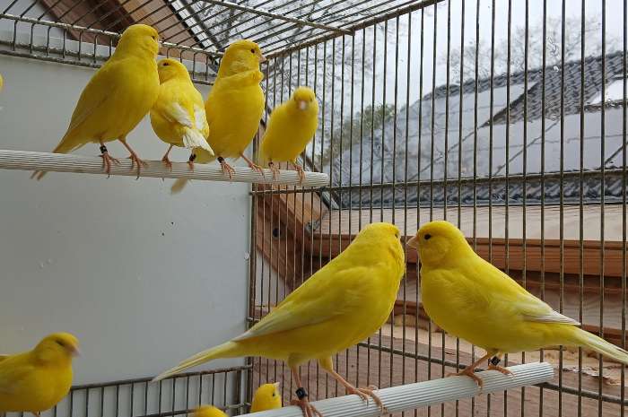 lipochroom kanaries geel intensief