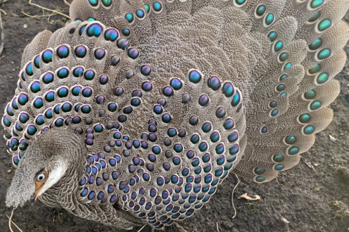 grijze pauwfazanten te koop