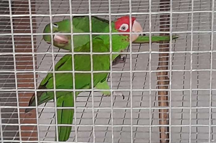 guayaquil 2025 en pyrrhura frontalis ef misty split fallow 2025