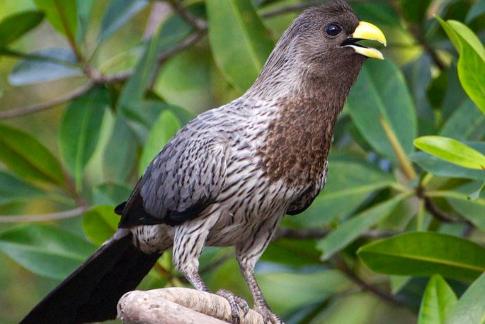 toerako’s - different turaco’s