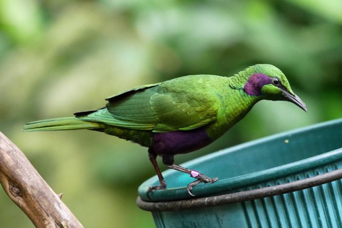 3-2 emerald glansspreeuw (lamprotornis iris)