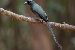 3-2 zwarte ekster (crypsirina temia)