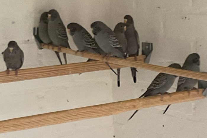 blackface grasparkieten