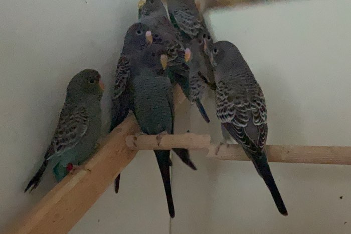 blackface grasparkieten