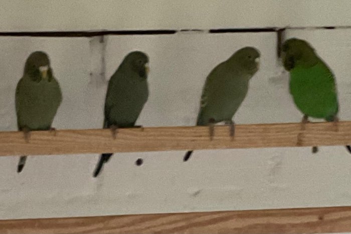 blackface grasparkieten