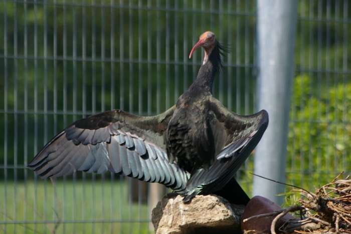 waldrapp, geronticus eremita, nothern bald ibis,