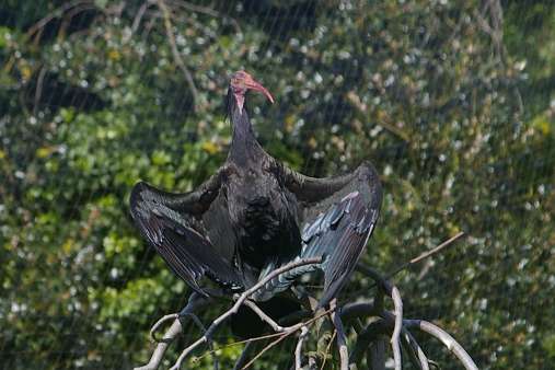 waldrapp, geronticus eremita, nothern bald ibis,