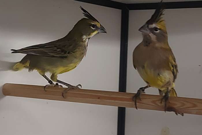 koppel groene kardinalen