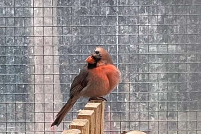 koppel rode kardinalen