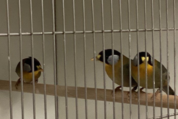 pop zilveroor nachtegaal 2025