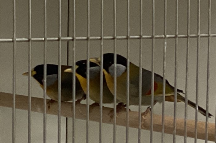 pop zilveroor nachtegaal 2025