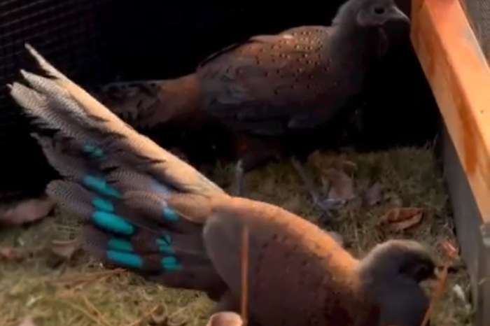 polyplectron inopinatum