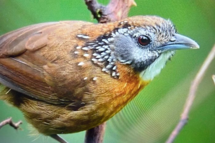 tachyris stialata (tieu mi dat)