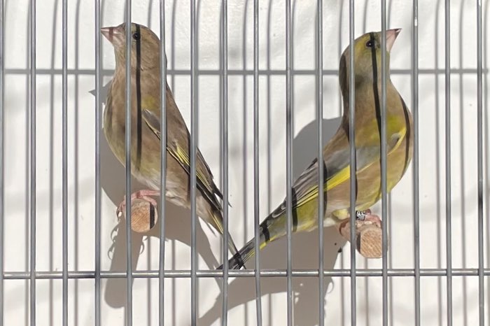 1-1 zuiver europese groenling wildkleur