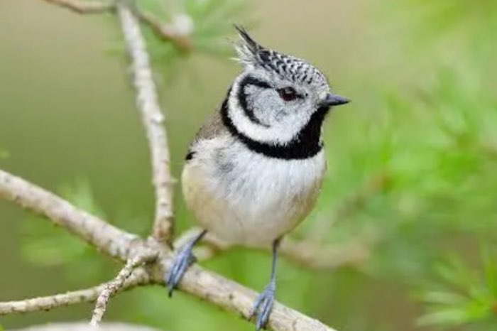 gezocht 2-0 kuifmeesman
