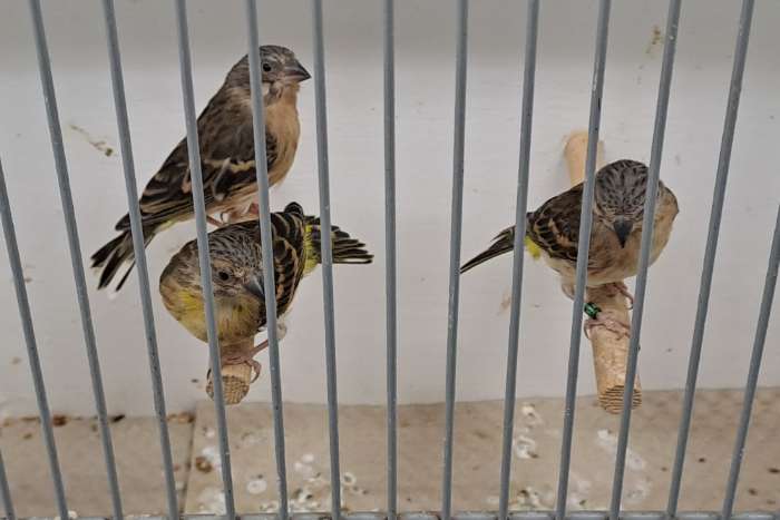 citroenborst edelzangers