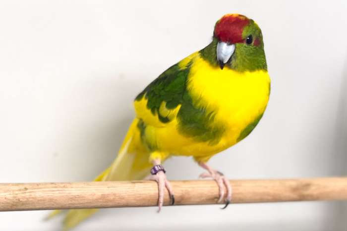 rvh kakariki bont gevraagd