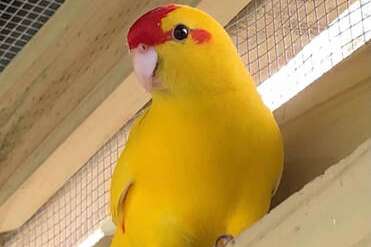 gezocht rvh kakariki geel