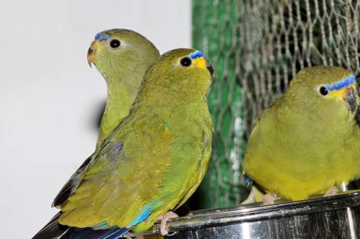 koppels elegant parkieten onverwant