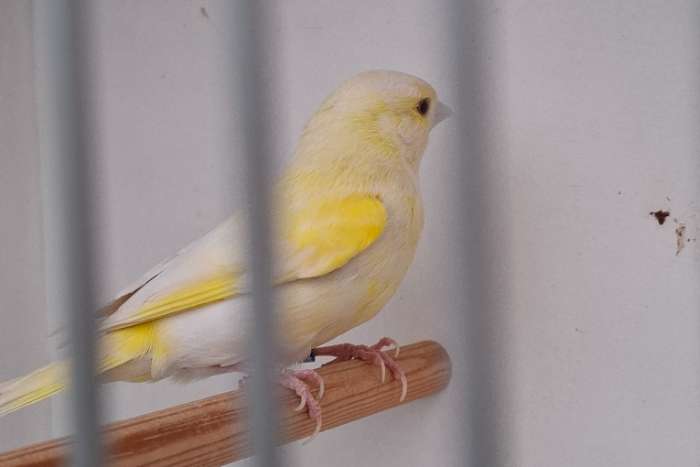 satinet groenling pop ruilen