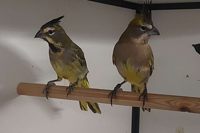 koppel groene kardinalen