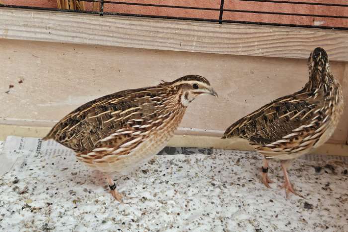 europese kwartels haan