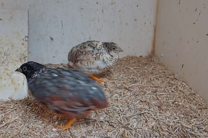 koppels chinese dwergkwartels