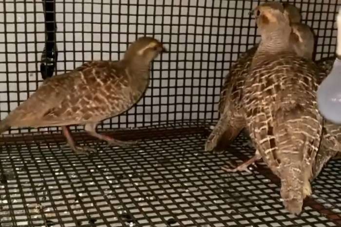 see - see partridges