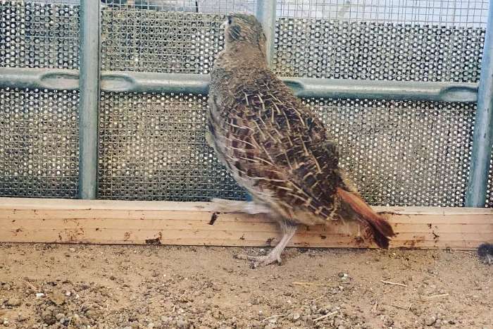 perdix perdix partridge