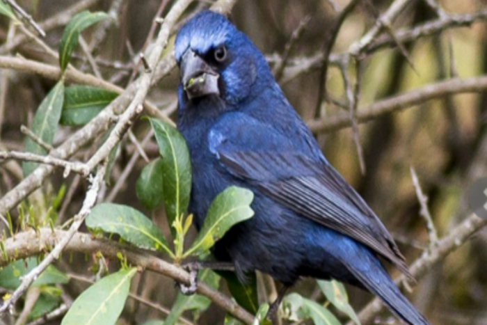 1-0  braziliaanse blauwe bisschop