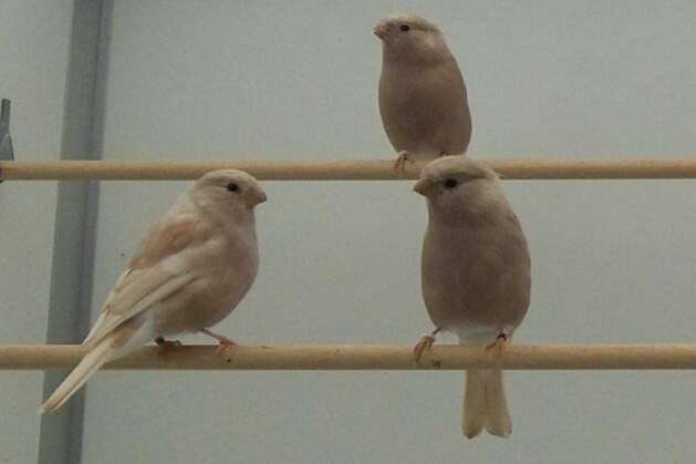 bruinpastel gele goudvink pop 2021