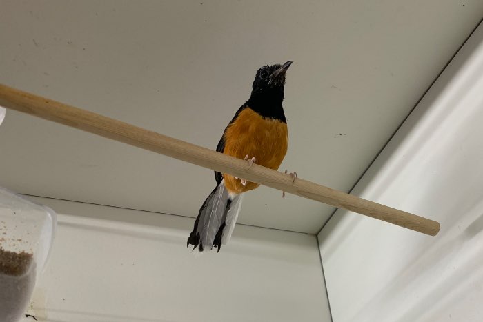 1-1 witkruin schamalijsters 2025