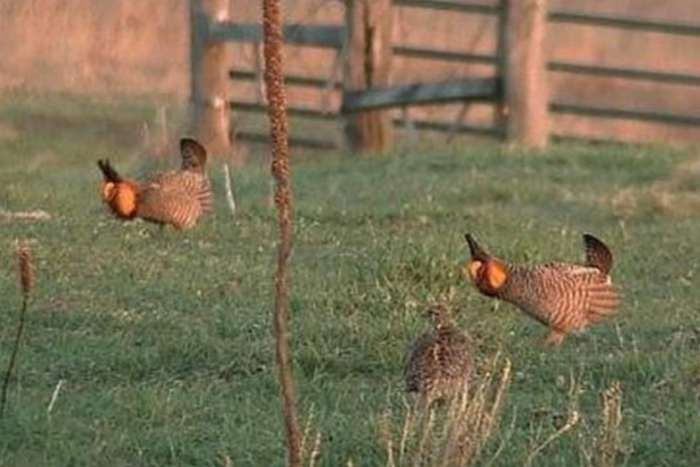 greater prairie-chicken