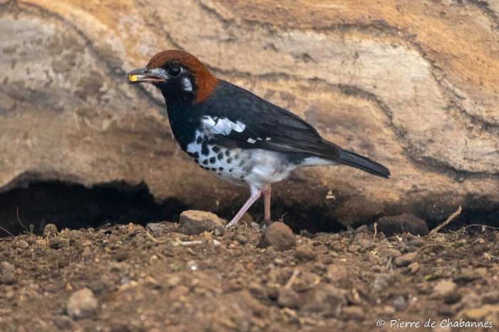 kastanjekop lijsters