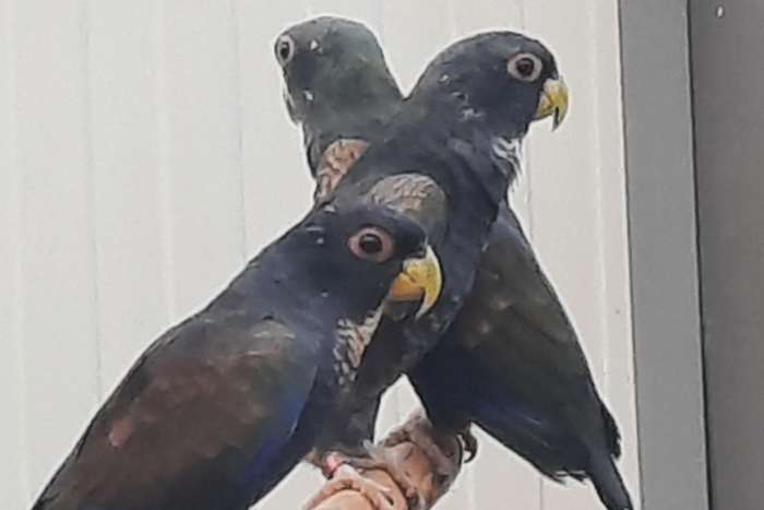 pionus bronsvleugel en maximiliani-papegaaien.