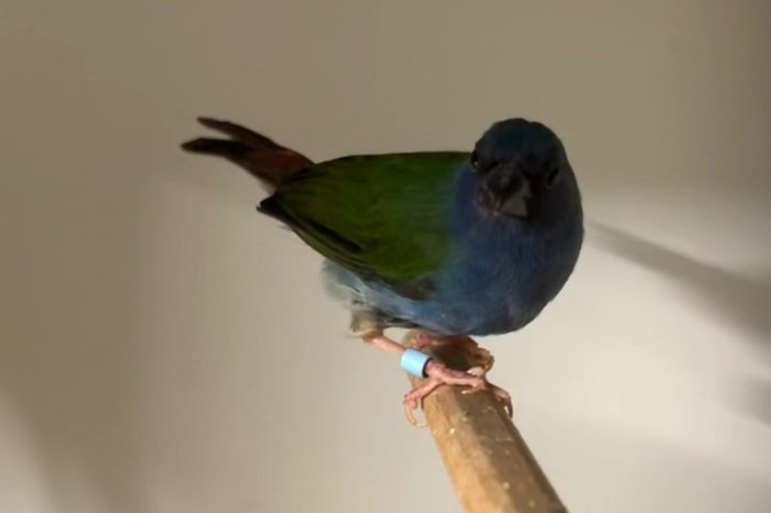 mooi assortiment vogels