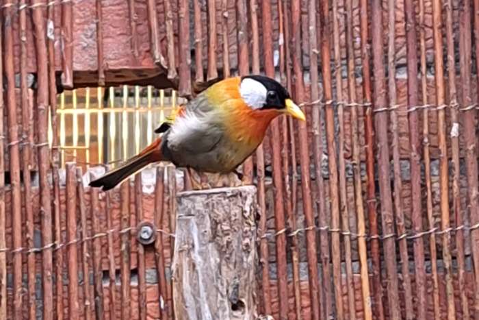 zilveroor nachtegalen rode soort.