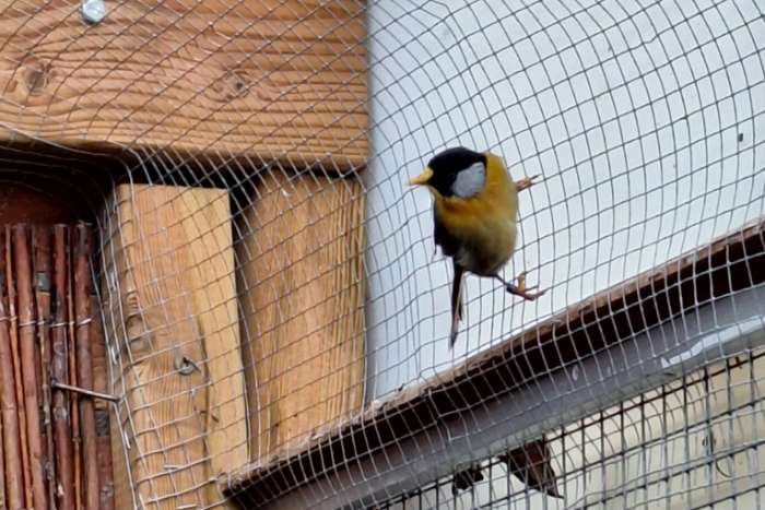 zilveroor nachtegalen rode soort.