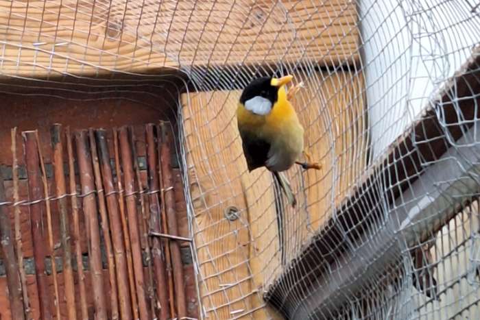 zilveroor nachtegalen rode soort.