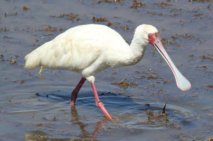 searching for 1 male of platalea alba