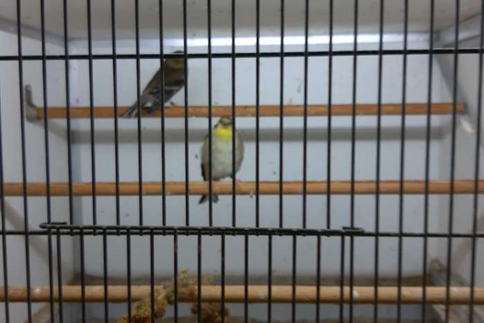 1-1 elzensijs bruintopaas (22-23) en 1-1 naturel 2025