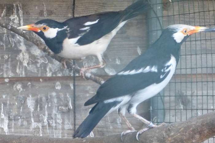 sturnus contra /eksterspreeuw